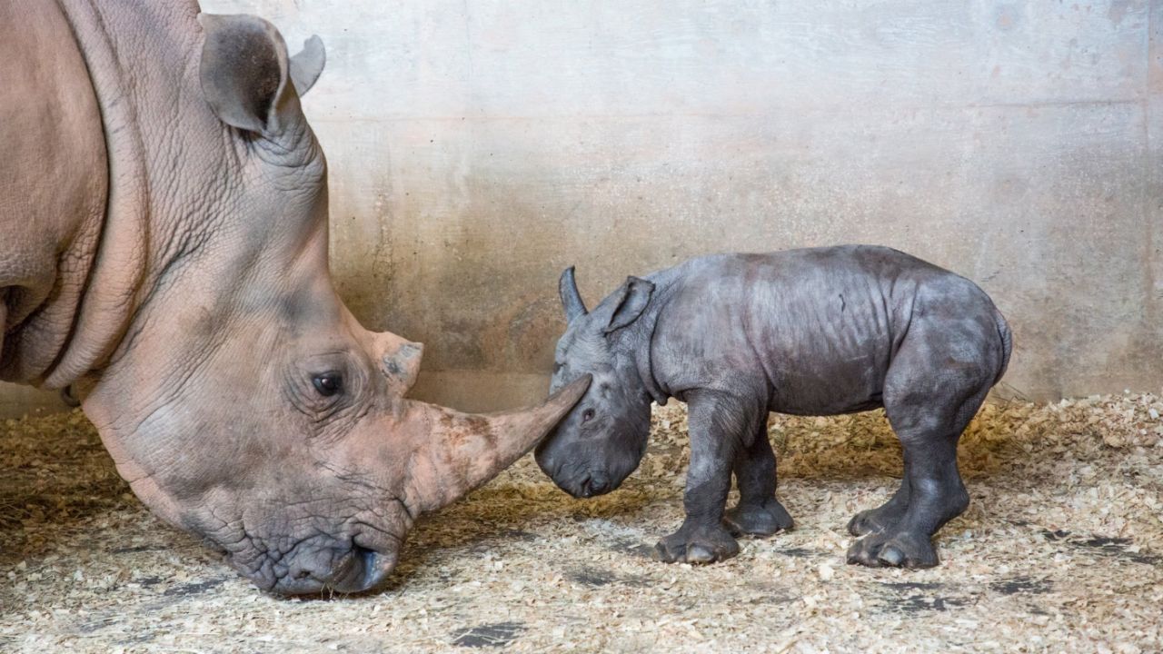 image of baby rhino