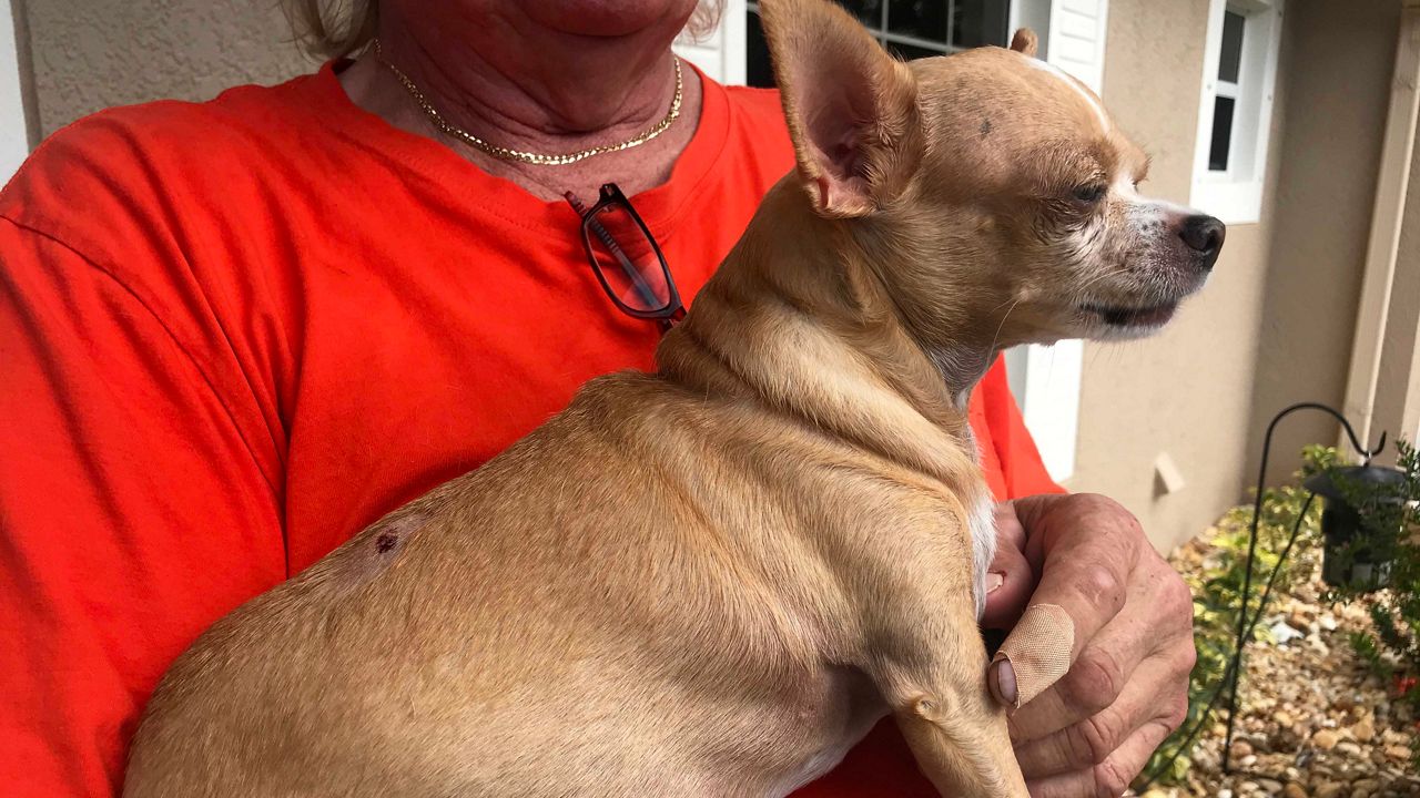CANADA: Alberta Chihuahua survives hawk attack with help from Chihuahua  friend - Orillia News