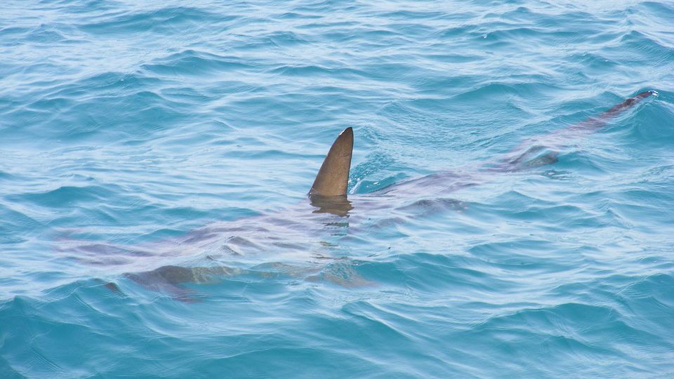 Generic photo of a shark fin above surface. (Spectrum File)
