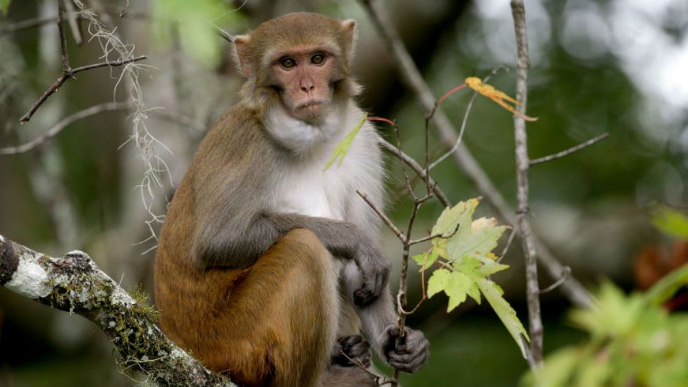 A free-roaming monkey in Florida’s Silver Springs Park. It may or may not have herpes B. (Image/AP)