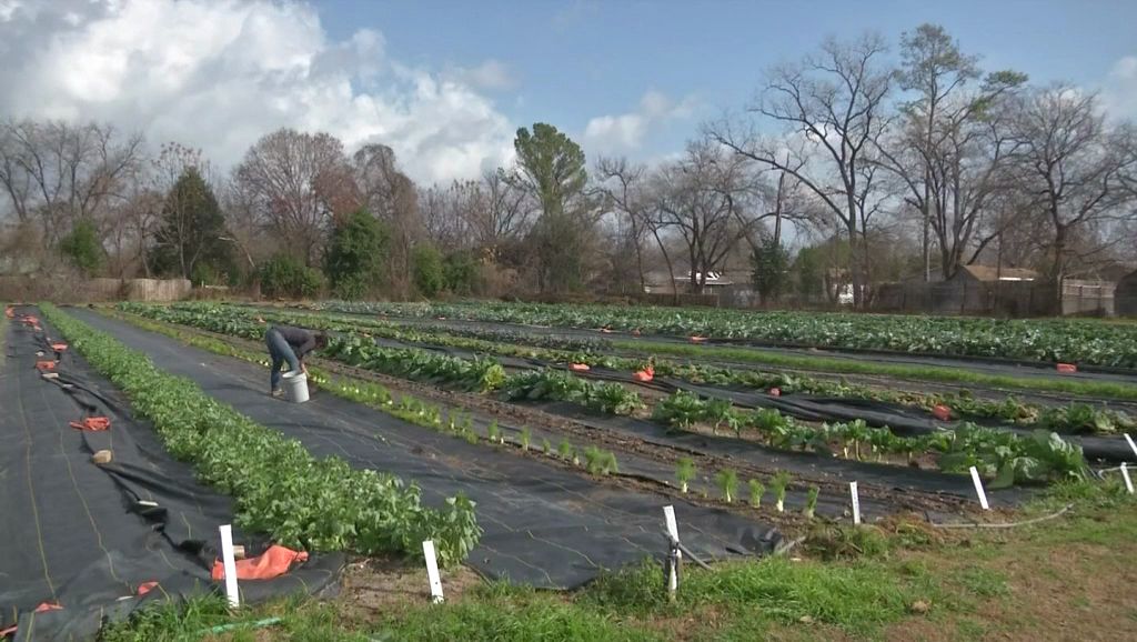 Local farmers prepare for another cold front