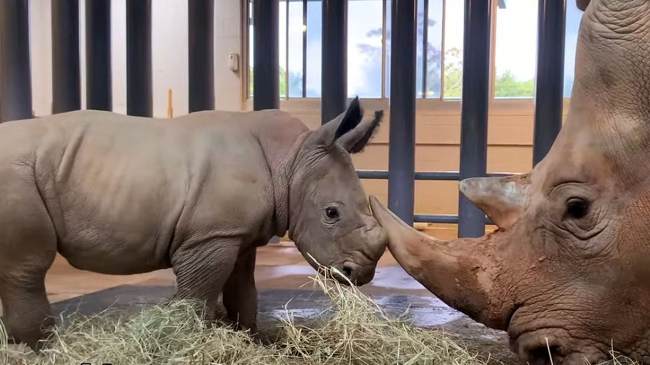 Baby Rhino at Disney's Animal Kingdom Given Name