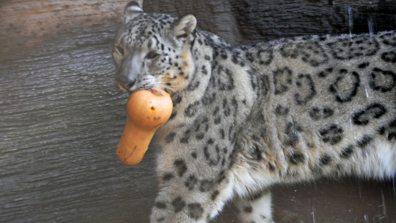 Big cats, bears, ferrets get COVID-19 vaccine at Oakland Zoo