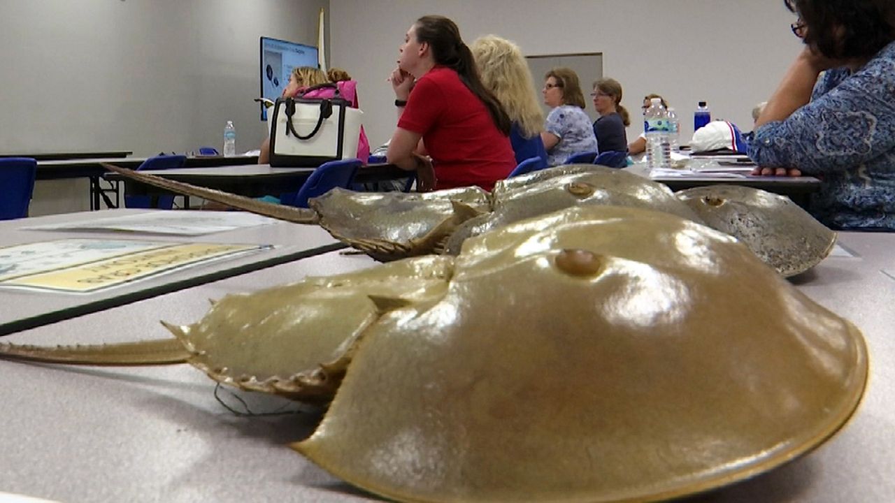 Volunteers Helping Collect Crucial Data on Horseshoe Crabs