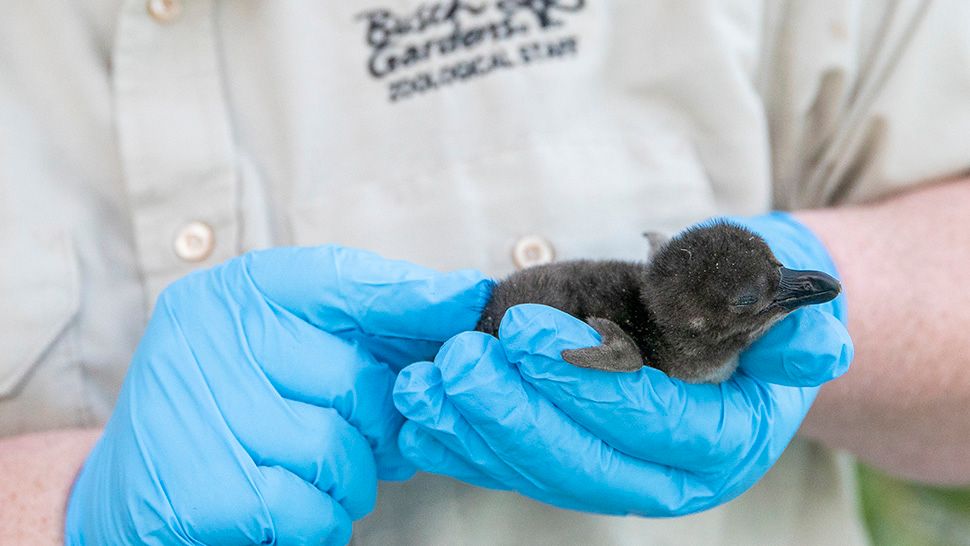 Busch Gardens Tampa Bay has welcomed new baby penguins to the park's penguin habitat. (Courtesy of Busch Gardens)