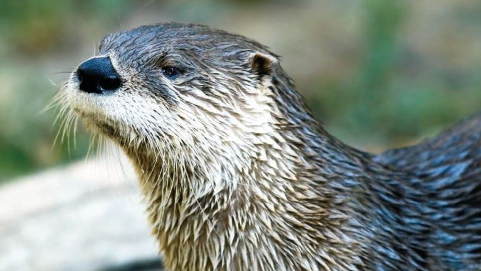 Otter That Attacked People Had Rabies, Officials Say