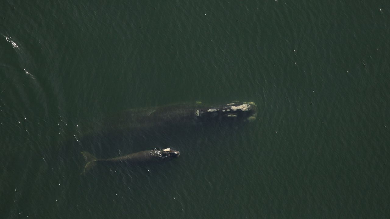 A North Atlantic right whale mother and calf are spotted off Fernandina Beach, Florida. (FWC)