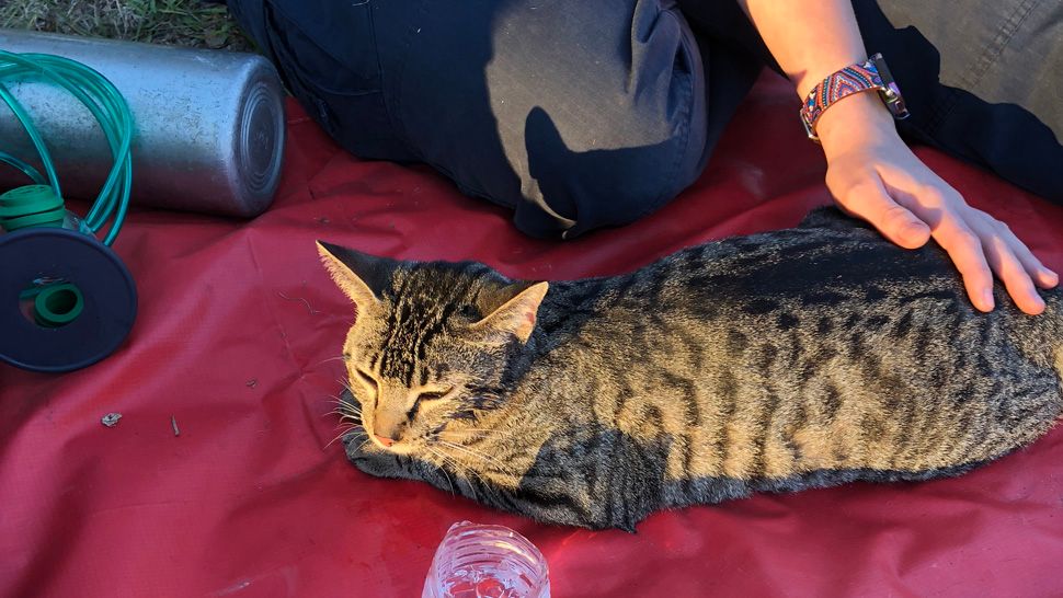 The feline was located, brought outside the home and placed on high flow oxygen. (Citrus County Fire Rescue)