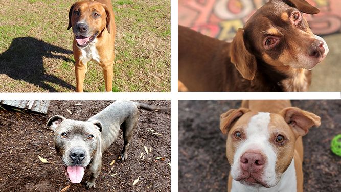 Adoptable Dogs & Puppies in Louisville, KY