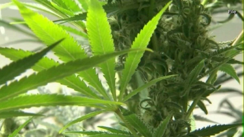 Gov. Ron DeSantis is promising the state will move quickly to open access to smokable medical marijuana. (File photo of medical marijuana)
