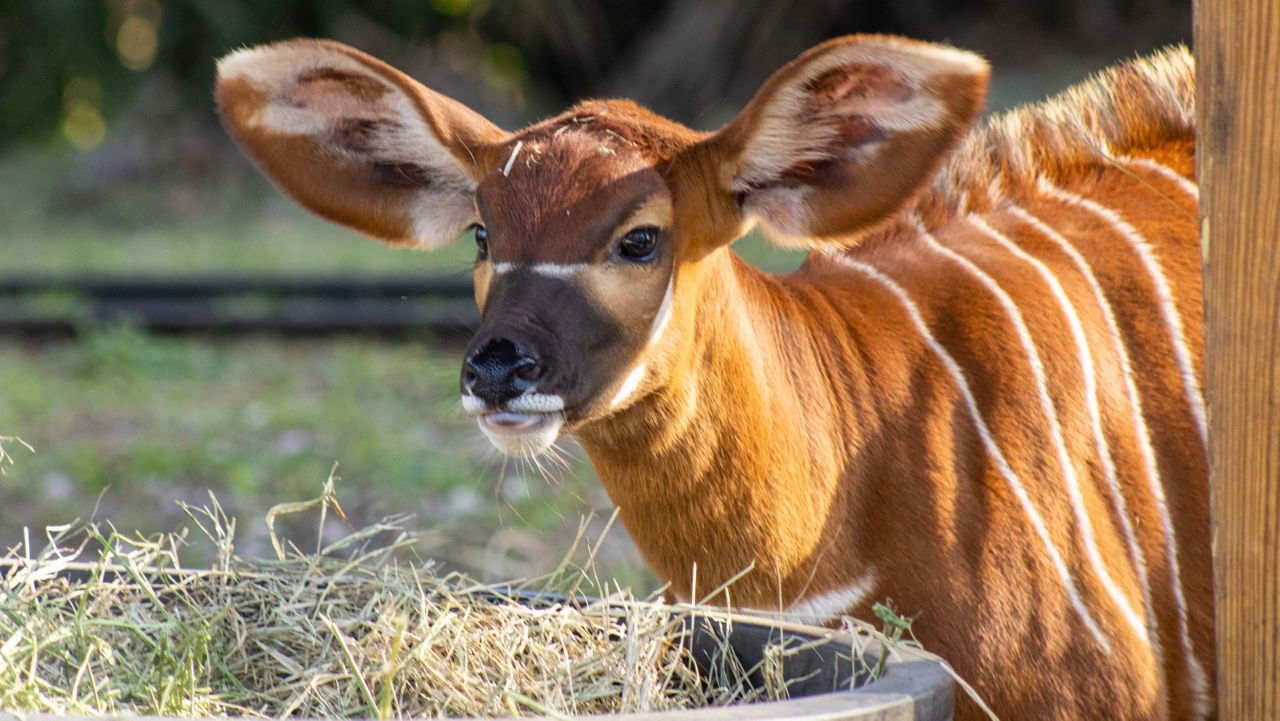 Public can help name Brevard Zoo's Eastern bongo calf