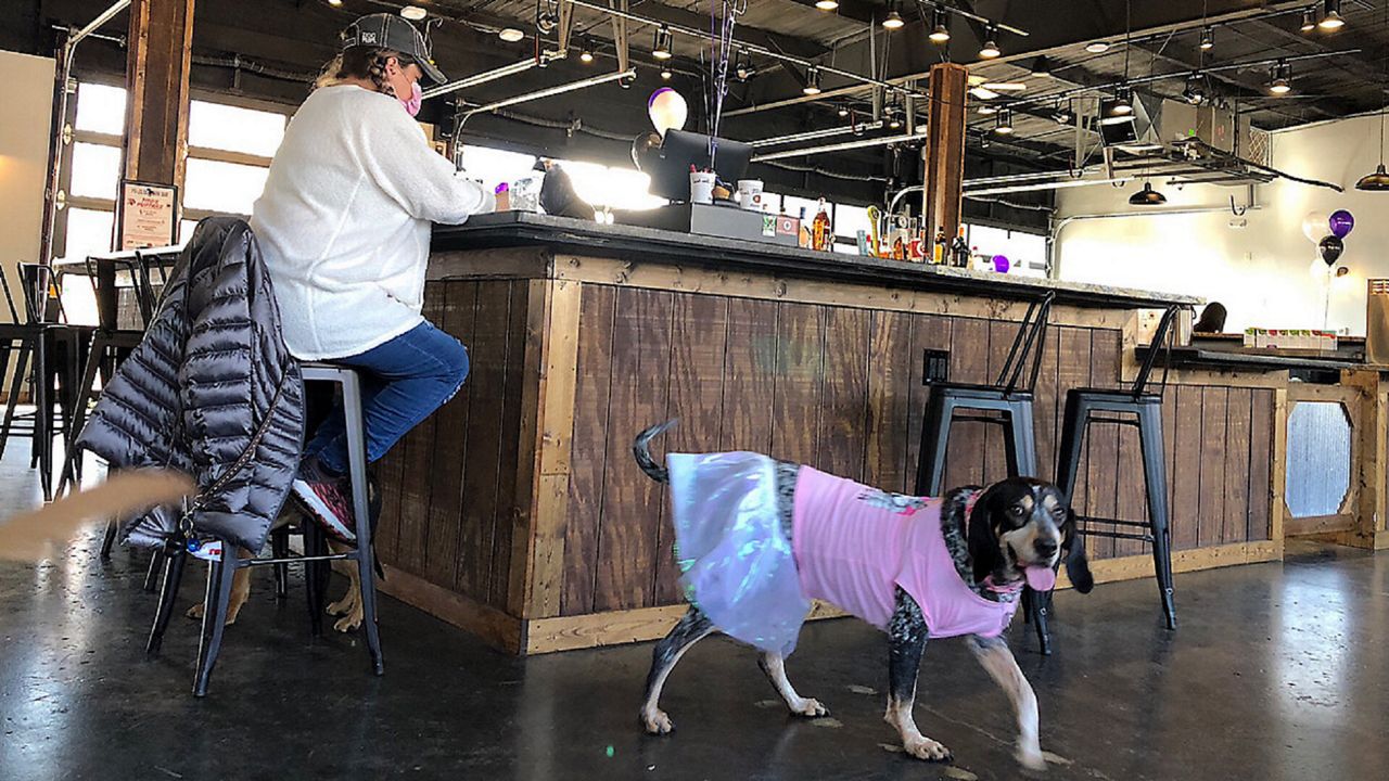 New Bar In Louisville Dogs Offleash