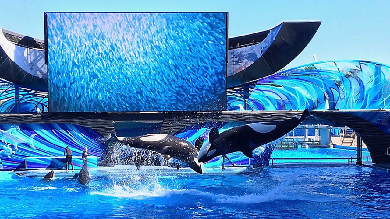 Sea World Orca Show 2024 - Fancy Jaynell