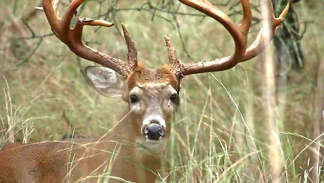 Common Whitetail Diseases