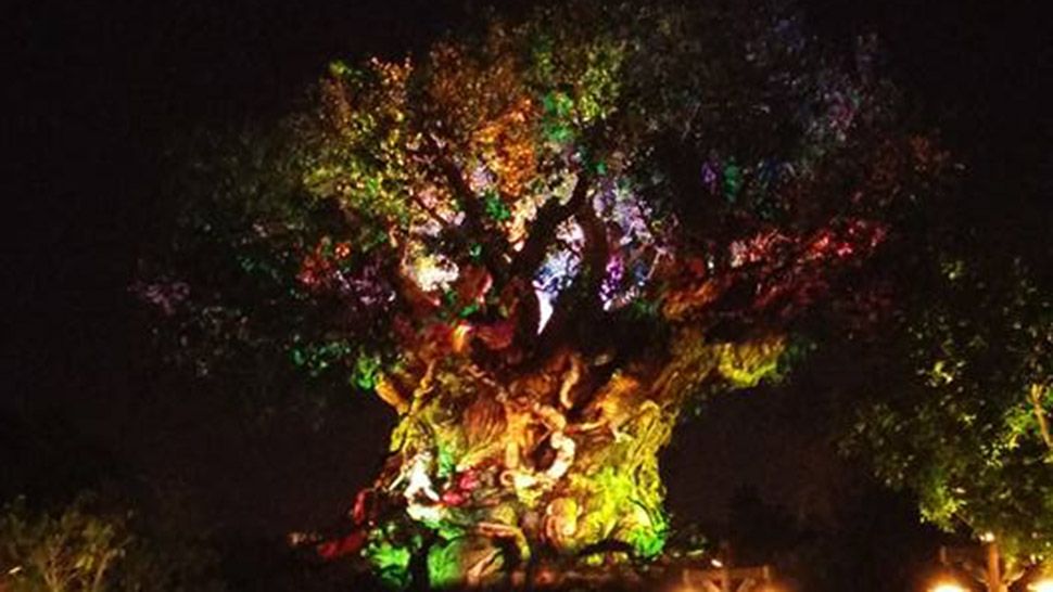 Tree of Life Awakenings at Disney's Animal Kingdom. (Ashley Carter/Spectrum News)