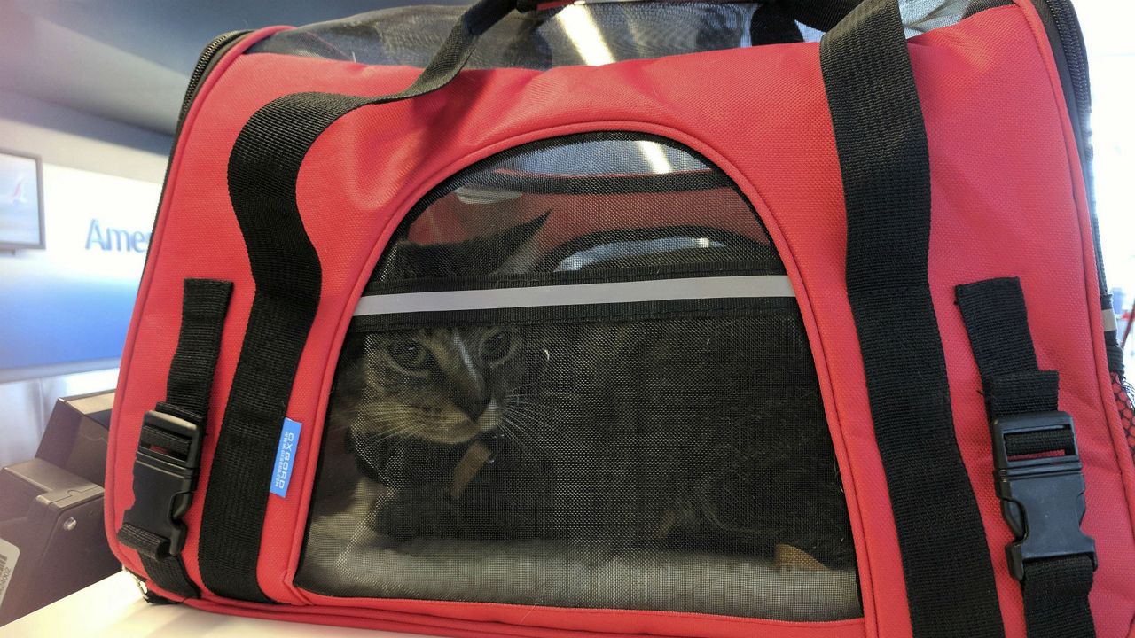 Oscar the cat arrives for check in while in his pet carrier travel bag at John F. Kennedy International Airport Wednesday, Sept. 20, 2017, in New York. Oscar is a cat of the world with remote-controlled toys and his own Instagram account but there's one thing about modern life he doesn't like: flying. (AP Photo/Tali Arbel)