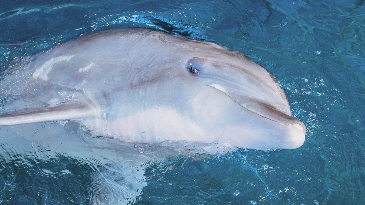 Clearwater Aquarium announces death of dolphin Hemingway