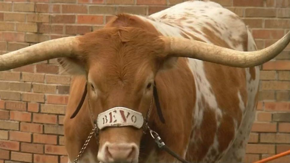 The University of Texas mascot Bevo is turning 4 years old. (Spectrum News)