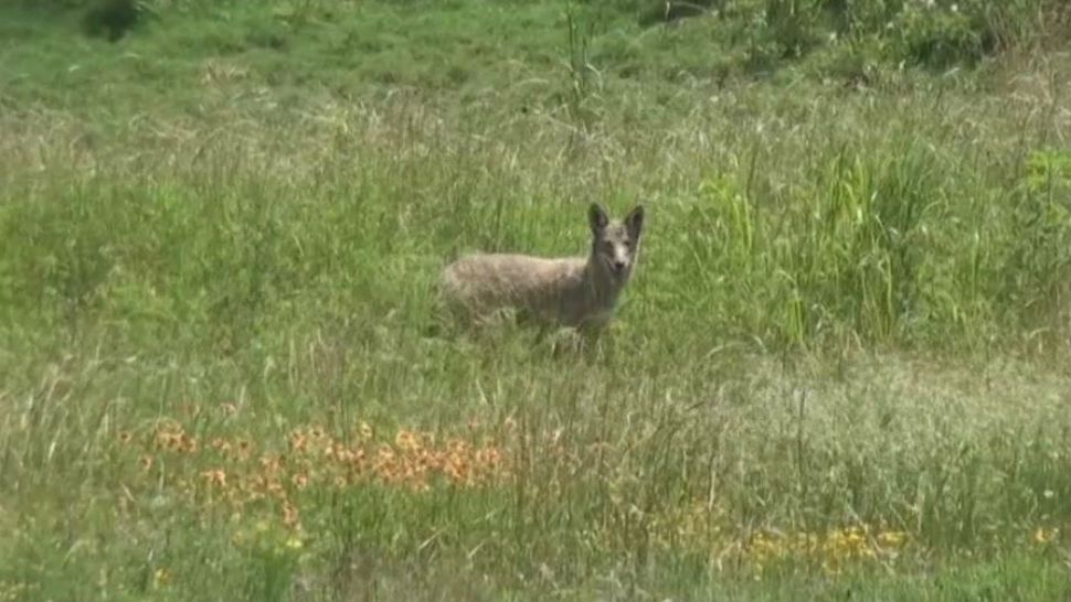 A Coyote in a field. (Spectrum News/File)