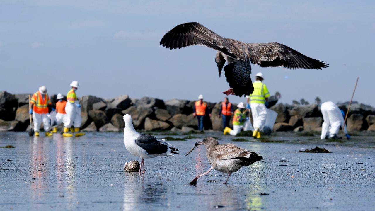 Birds are seen as workers in protective suits clean the contaminated beach after an oil spill in Newport Beach, Calif., on Oct. 6, 2021. (AP Photo/Ringo H.W. Chiu, File)