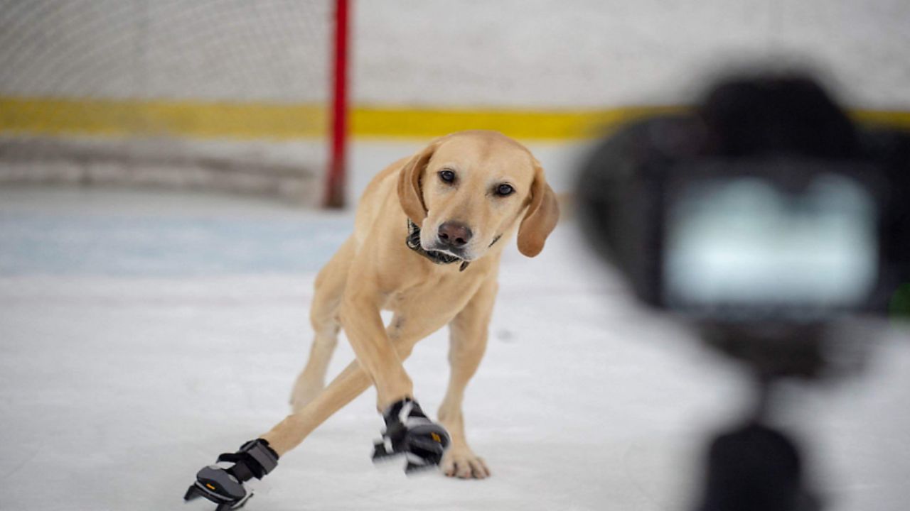 Meet Benny, The World's First Ice Skating Dog