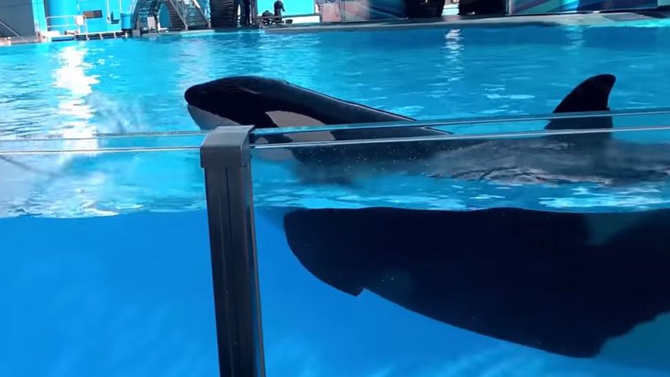 Kayla the 30-year-old killer whale died at SeaWorld Orlando in January. She died from lung disease, SeaWorld confirmed on Monday. (File)