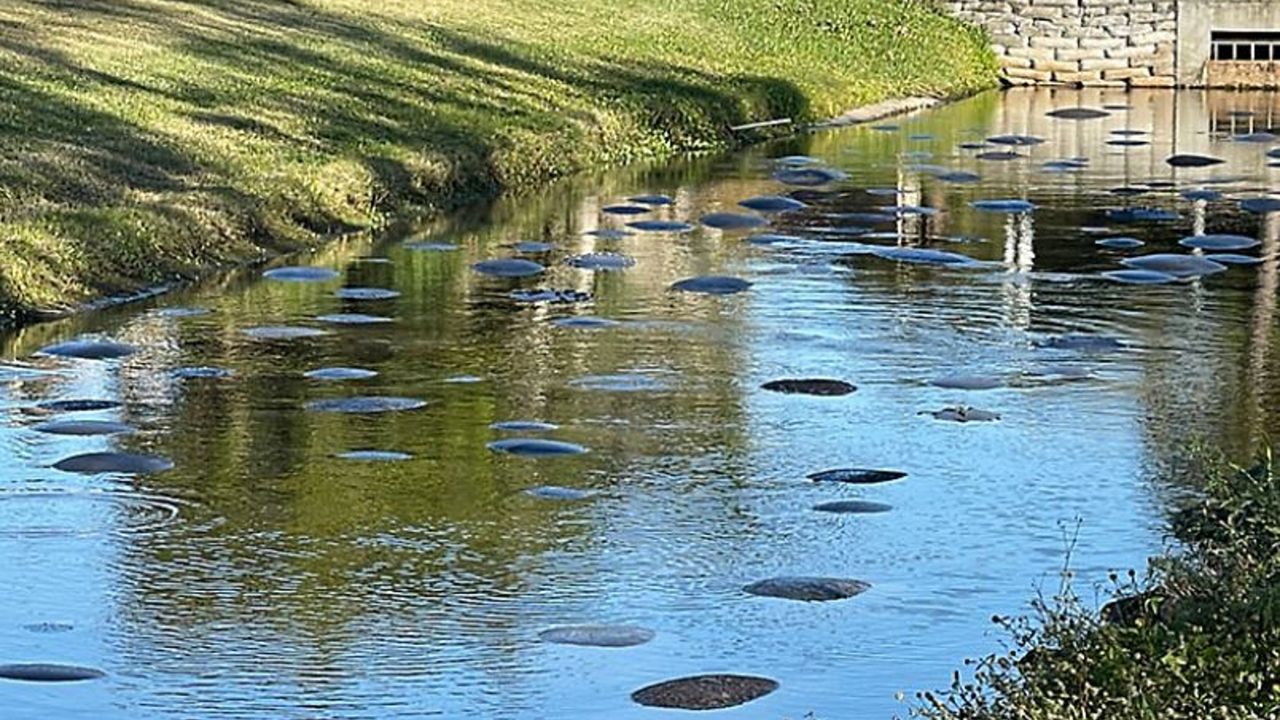 Manatees flock to warm Satellite Beach canal