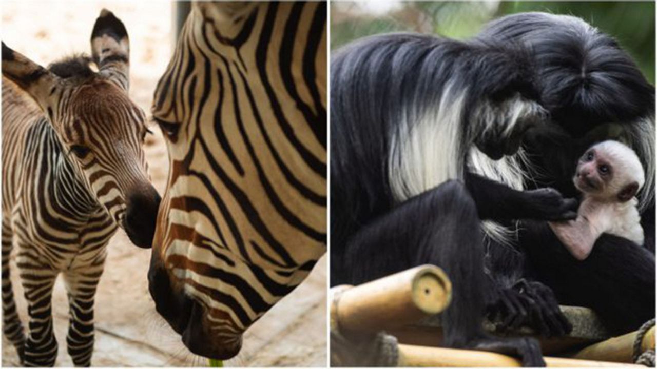 A baby Hartmann’s zebra and a baby Angolan black-and-white colobus monkey were born at Disney's Animal Kingdom earlier this month. (Courtesy of Disney)