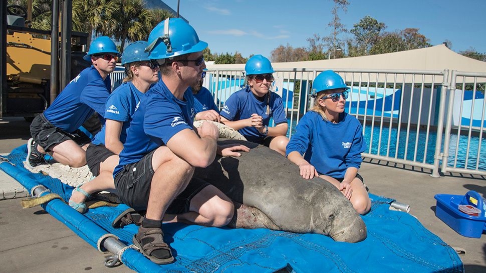 SeaWorld Orlando's animal rescue team treats a dehydrated manatee that was found in cold waters near Eustis, Florida. (Courtesy of SeaWorld)