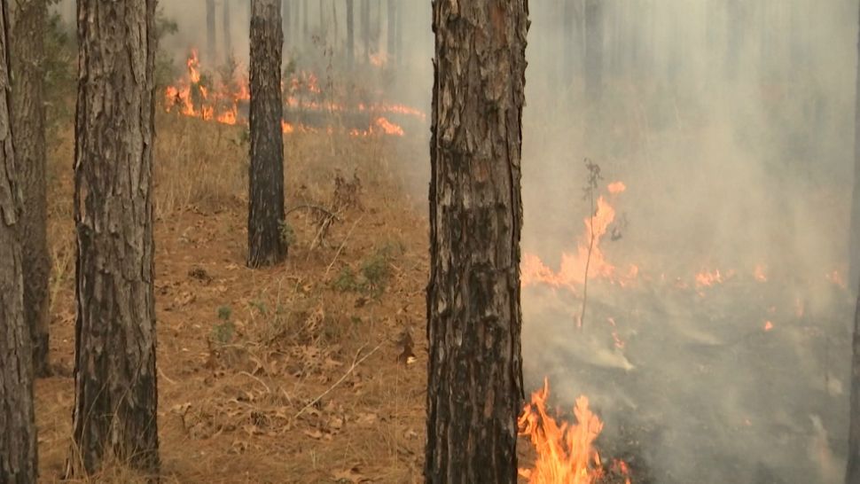 Ping Pong Balls With Antifreeze Used For Citrus County Burn