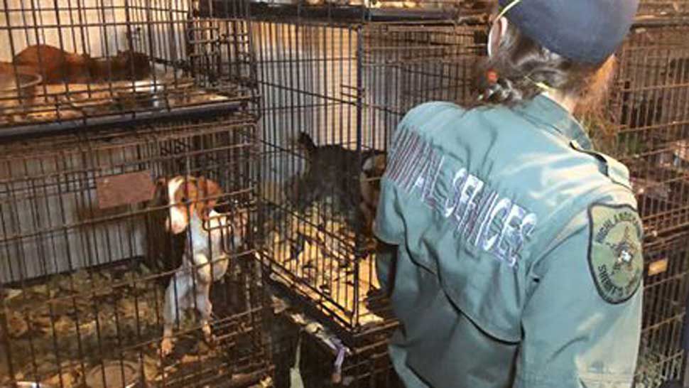 A Highlands County Animal Services officer walks past animals taken from the home of Jinece Loughry, 66, on Thursday. Officers found more than 70 animals in the home, 23 of which were dead. (Courtesy of Highlands County Sheriff's Office)