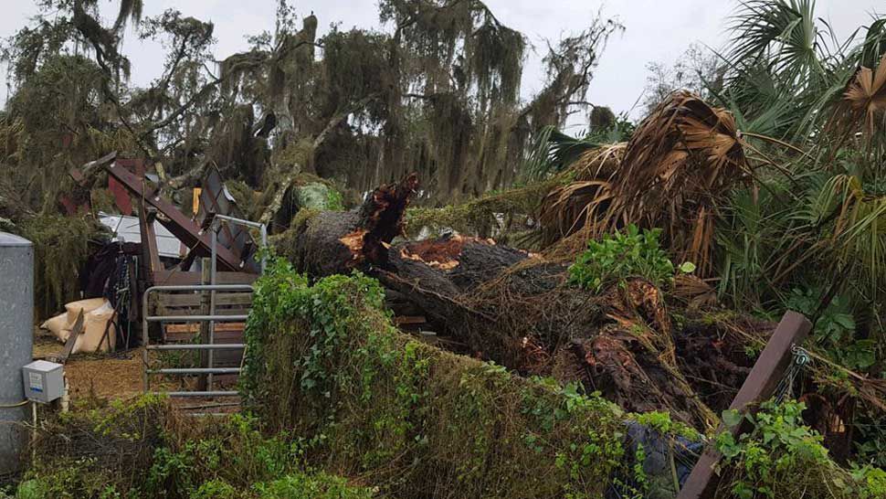 Hillsborough Family S Horses Trapped By Fallen Tree