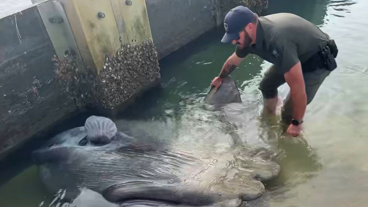 An Volusia County Sheriff's Office deputy tries to help a stuck mola fish. (Volusia County Sheriff's Office)