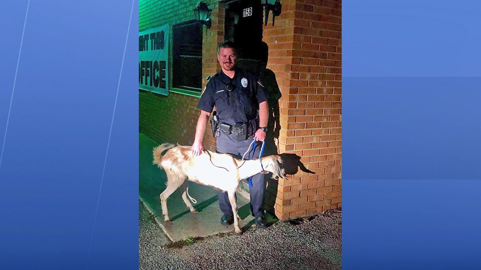 The Cocoa Police Department was able to corral the lost goat before anything baaad happened. (Cocoa Police Department)