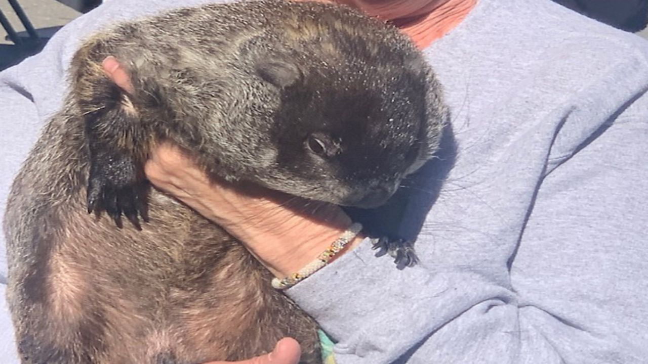 Raleigh's favorite groundhog Sir Walter Wally saw his shadow Sunday.