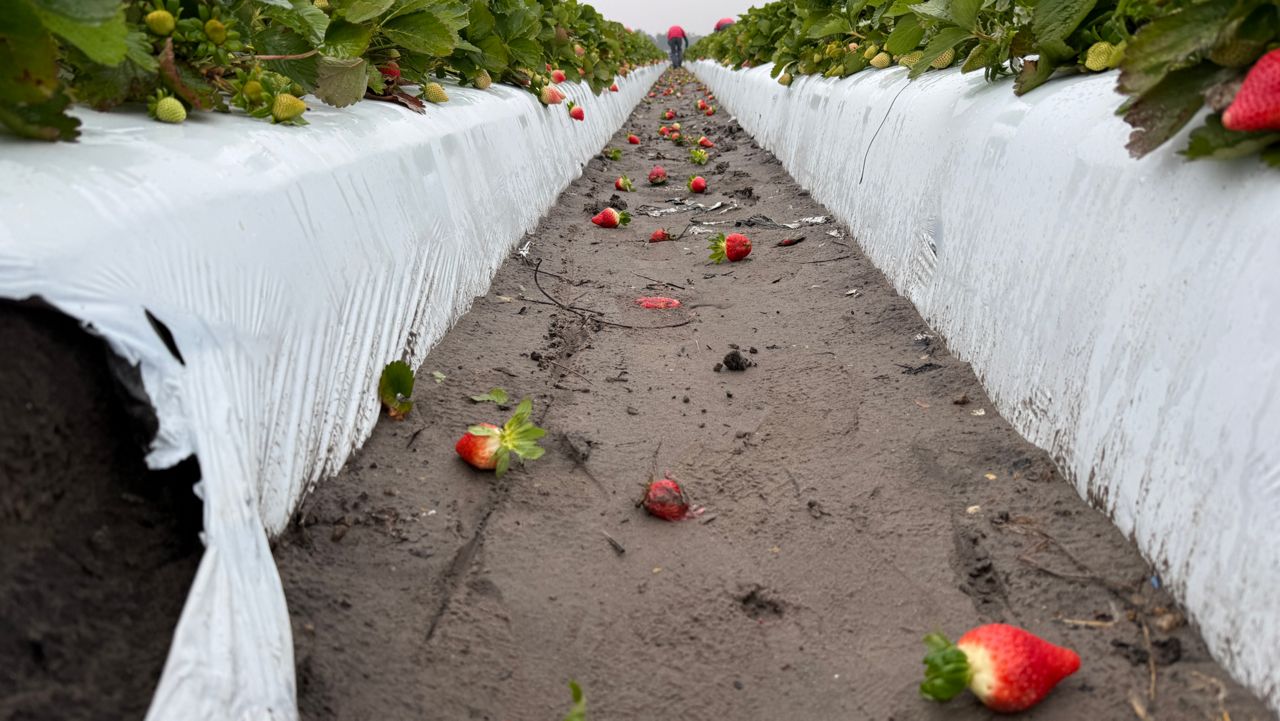 Strawberry prices could increase after cold snap damages harvesting