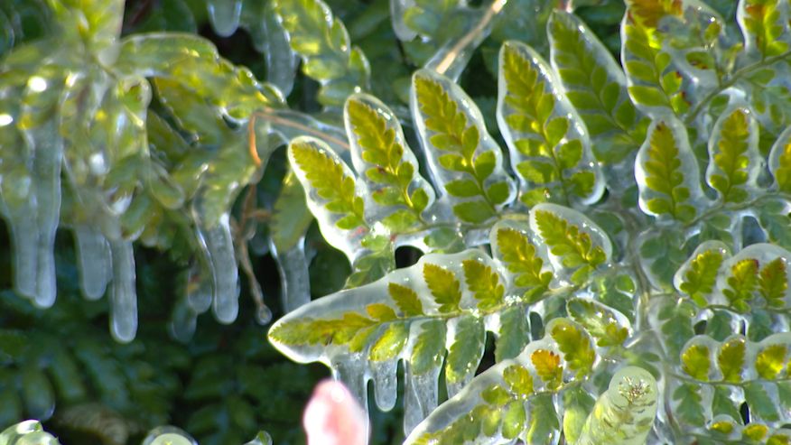 Freeze costs Volusia fern farm a quarter of its crop