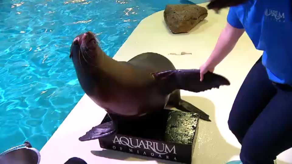 Aquarium of Niagara's rescued California sea lion Mia