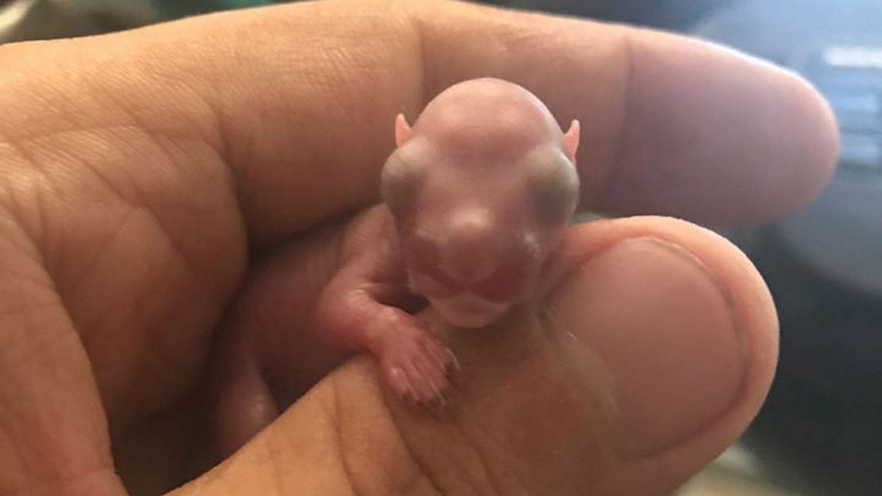 newborn baby squirrel