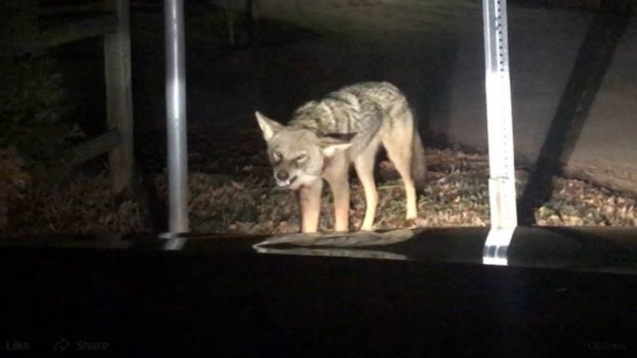 Coyote in Huntersville