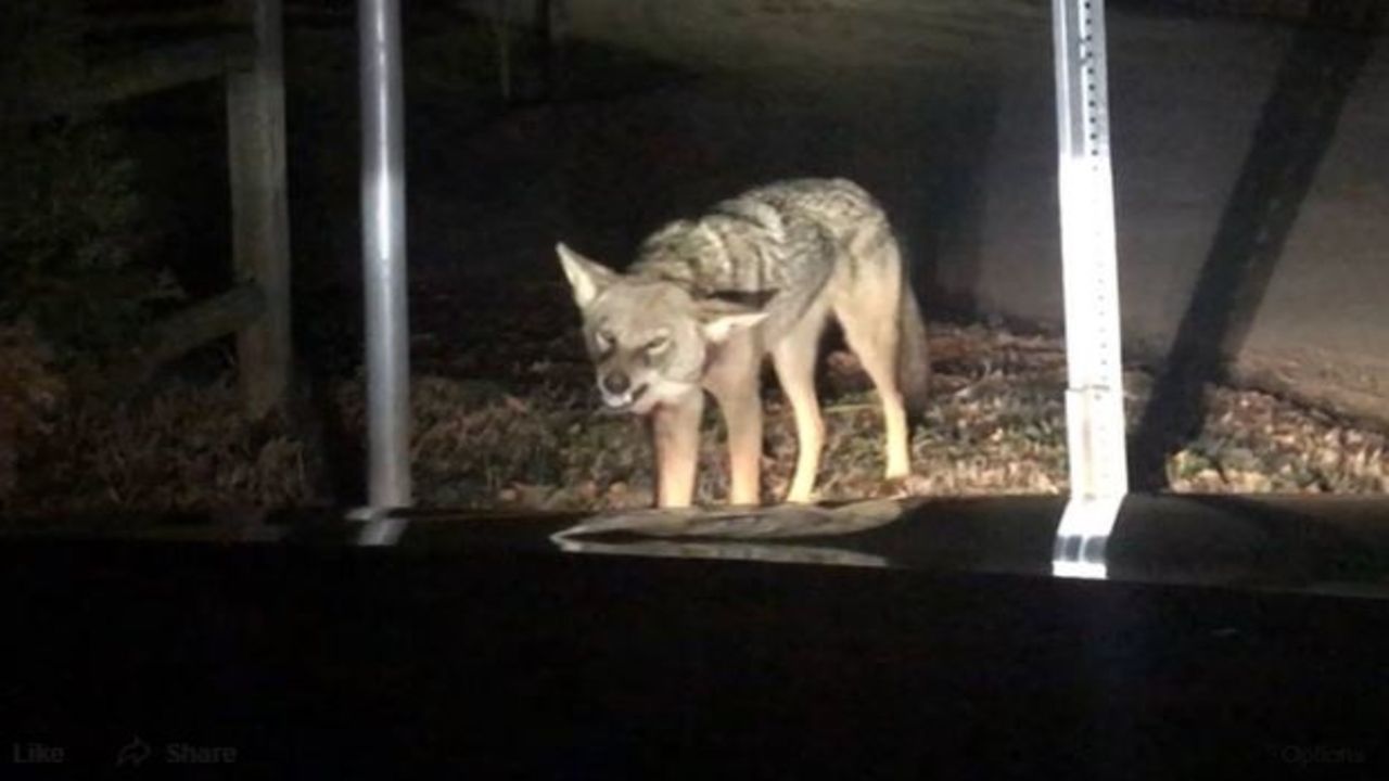 Rabid Coyote Caught Growling Attacking Car On Camera