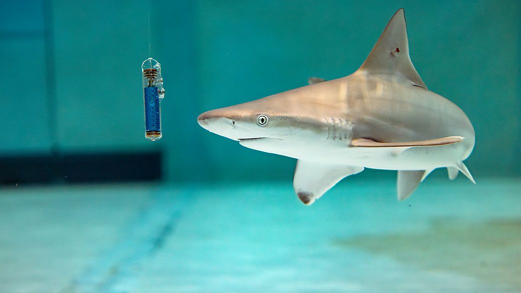 Researchers test device designed to keep sharks off anglers’ lines
