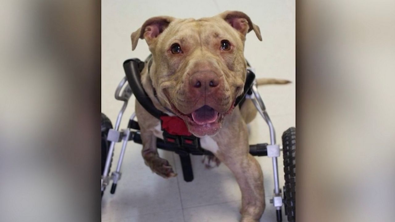 What Is A Special Needs Dog