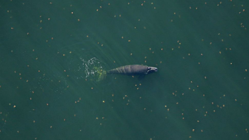 The calf of North Atlantic right whale No. 2791 surfaces amid cannonball jellyfish off Amelia Island, Florida, on January 6, 2019. The calf was the 1st baby spotted this 2018-19 right whale calving season. (Florida Fish and Wildlife Conservation Commission)