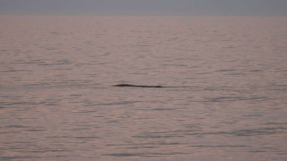 North Atlantic right whale No. 3317 and her calf are seen near sunset January 13, 2019 just off the beach at Ponte Vedra Beach, Florida. The calf was the 2nd documented calf of the marine mammals' 2018-19 calving season. They migrate from Canada and Cape Cod to winter in warmer waters and give birth off the coasts of Florida and Georgia. (Florida Fish and Wildlife Conservation Commission)
