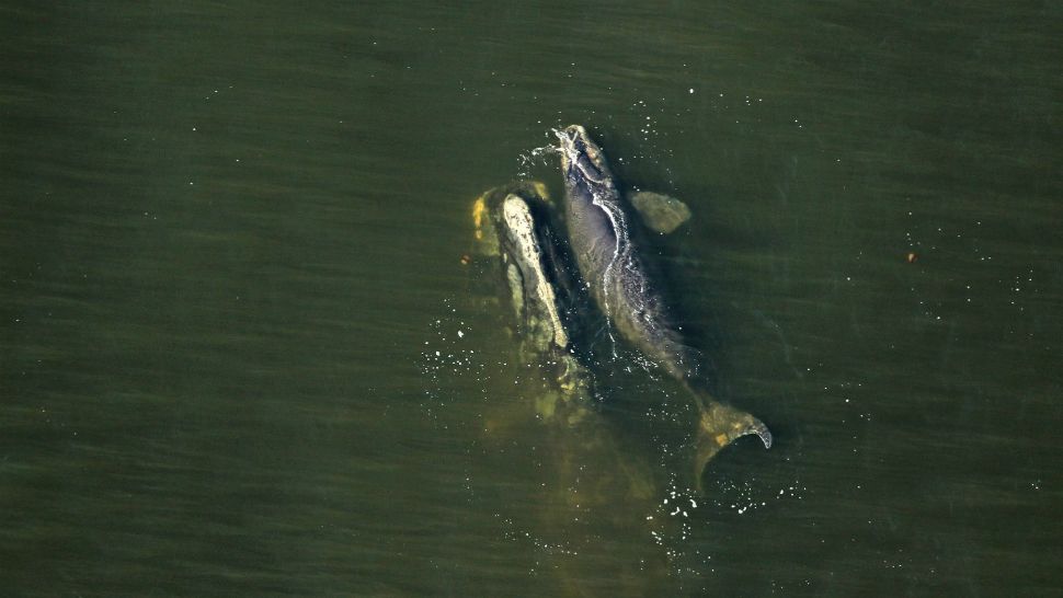 North Atlantic right whale No. 1204 and her calf swim off the coast of Amelia Island, Florida, in mid-January. The animals' productive winter calving season so far has brought a sliver of optimism for their declining population. (Florida Fish and Wildlife Conservation Commission)