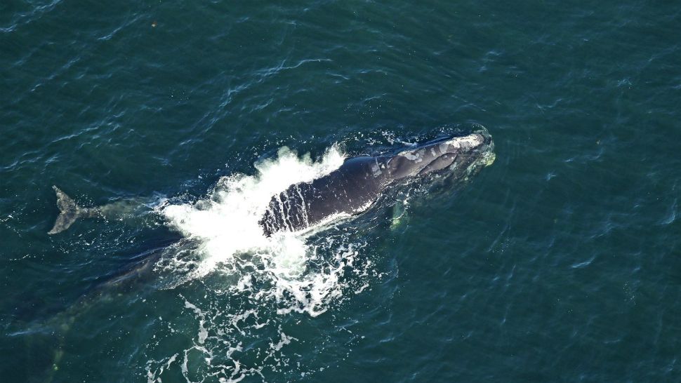 North Atlantic right whale No. 2503 surfaces with a calf off the coast of Jekyll Island, Georgia, on January 25, 2019. She's nicknamed "Boomerang" because of a scar on her fluke. She's been a mother before, her last calf being born in the 2014-15 season, wildlife officials say. (Florida Fish and Wildlife Conservation Commission)