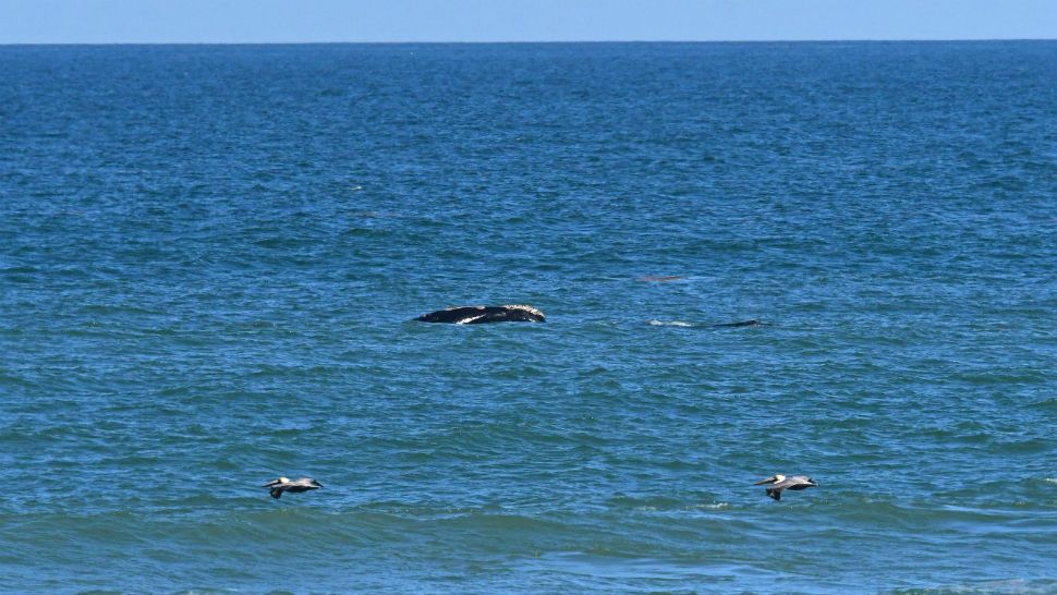 North Atlantic right whale No. 4180 was spotted with a calf just off the coast of Sebastian Inlet State Park in Brevard County, Florida, on Tuesday, February 5, 2019. The mother is thought to be young, perhaps 8 years old, and it's her 1st known calf. (Park Ranger Ed Perry/Sebastian Inlet State Park)