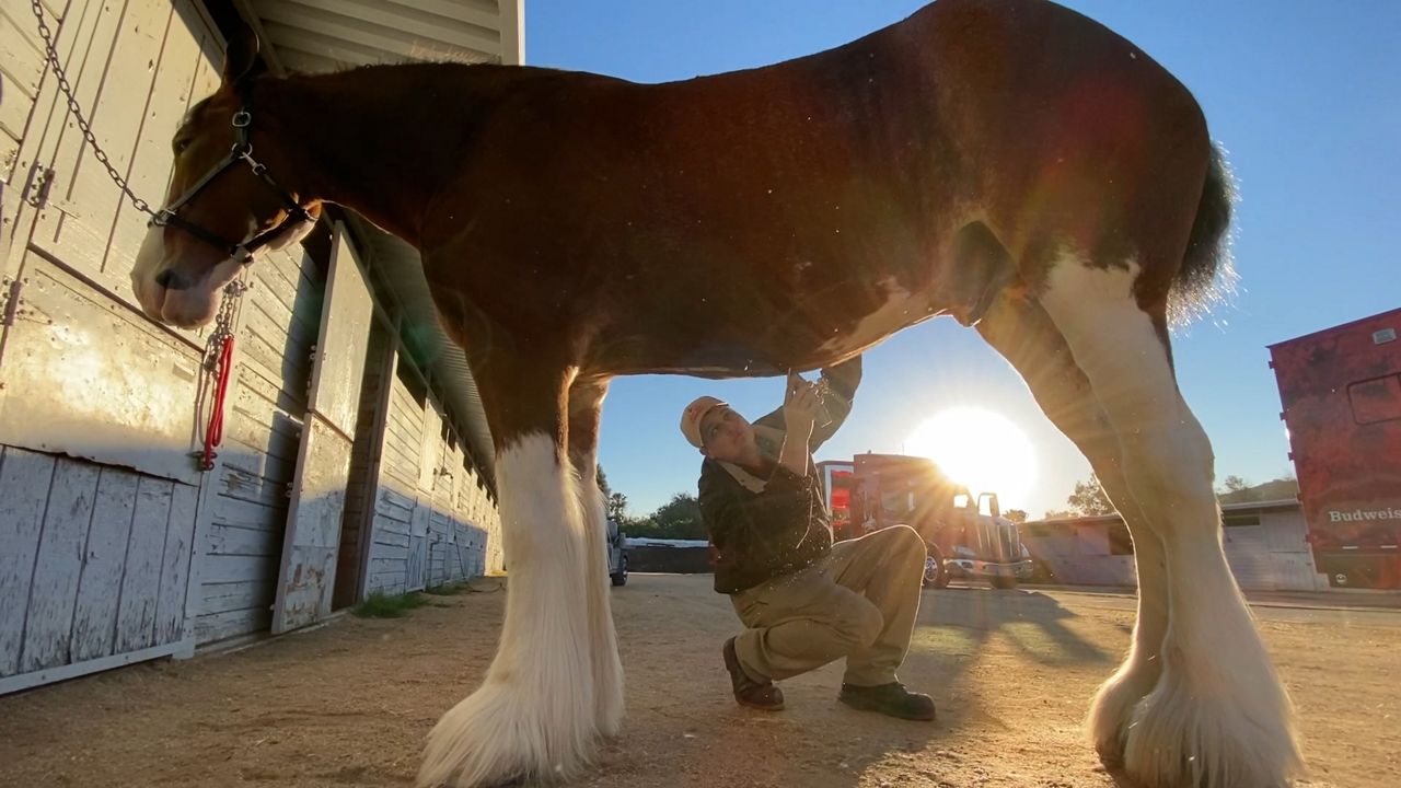 The Budweiser Clydesdales are back