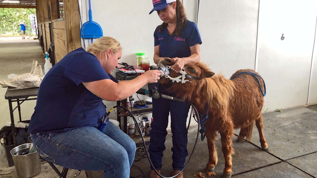 how-long-does-it-take-to-become-a-veterinarian